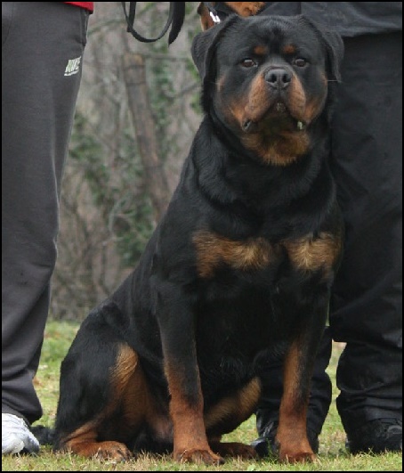 Burning des Princes d'Aragone Burning des Princes d'Aragone