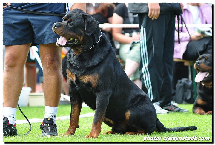 Burning des Princes d'Aragone Burning des Princes d'Aragone