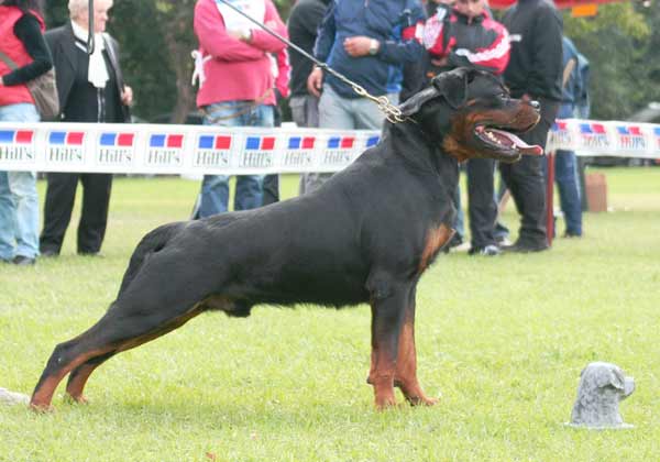 Burning des Princes d'Aragone Burning des Princes d'Aragone