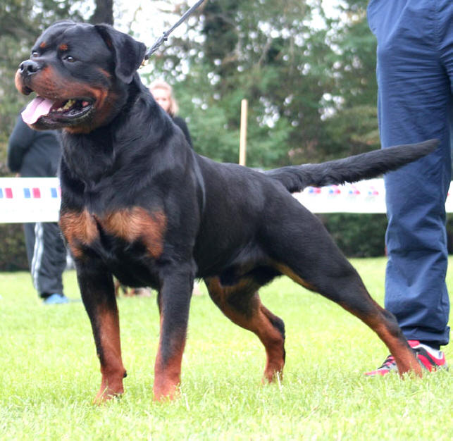 Burning des Princes d'Aragone Burning des Princes d'Aragone