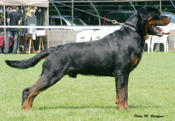 Burning des Princes d'Aragone Burning des Princes d'Aragone