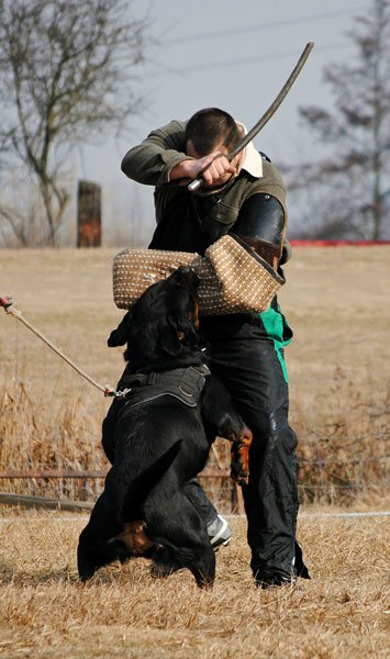 Burning des Princes d'Aragone Burning des Princes d'Aragone