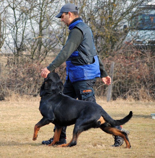 Burning des Princes d'Aragone Burning des Princes d'Aragone