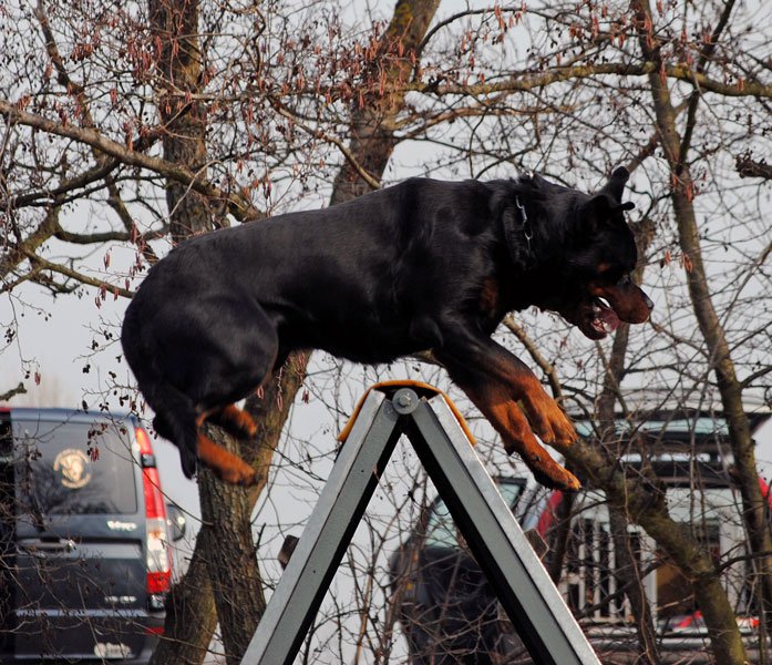 Burning des Princes d'Aragone Burning des Princes d'Aragone