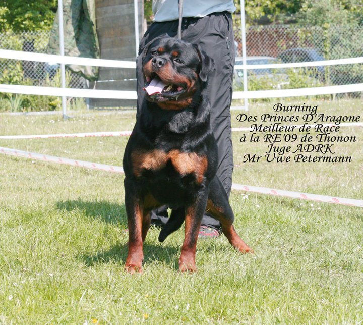 Burning des Princes d'Aragone Burning des Princes d'Aragone