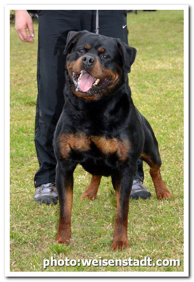 Burning des Princes d'Aragone