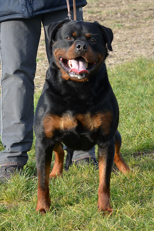 Astor von Junipera Burning des Princes d'Aragone