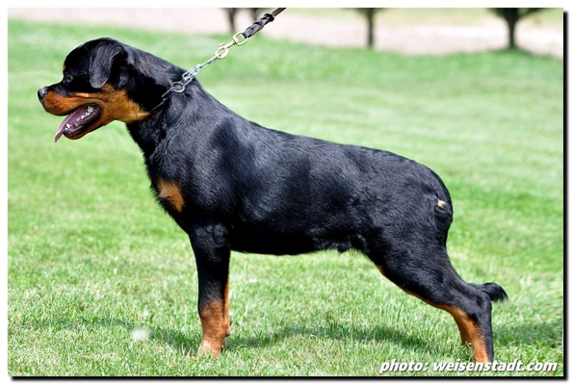 Castor von der Alten Festung Castor von der Alten Festung