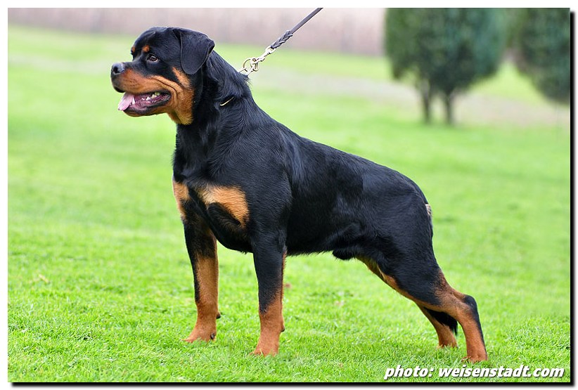 Castor11.jpg Castor11.jpg