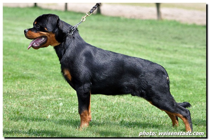 Castor von der Alten Festung Castor von der Alten Festung