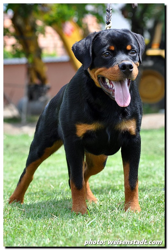 Castor von der Alten Festung Castor von der Alten Festung