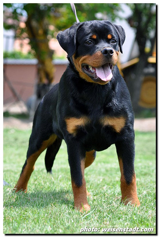 Castor von der Alten Festung Castor von der Alten Festung