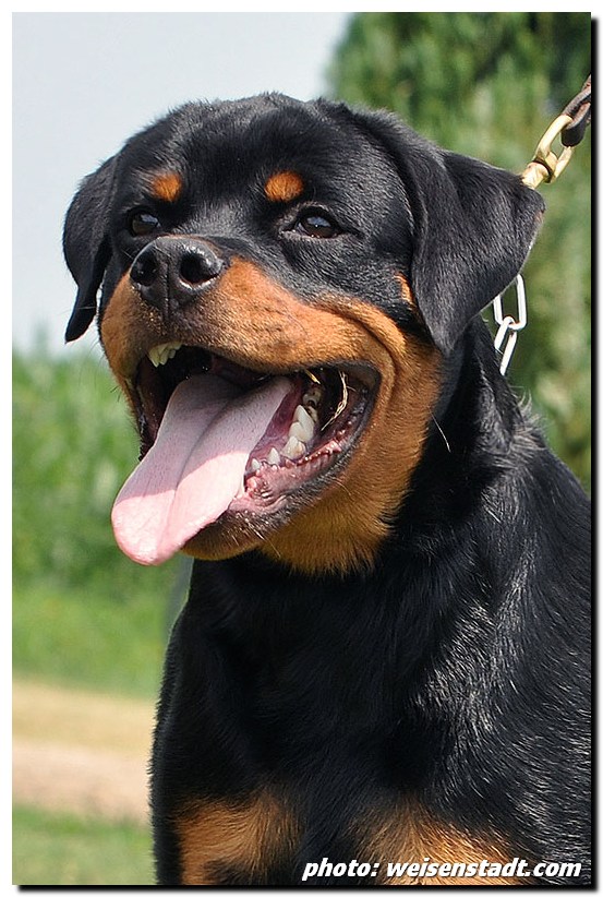 Castor von der Alten Festung Castor von der Alten Festung