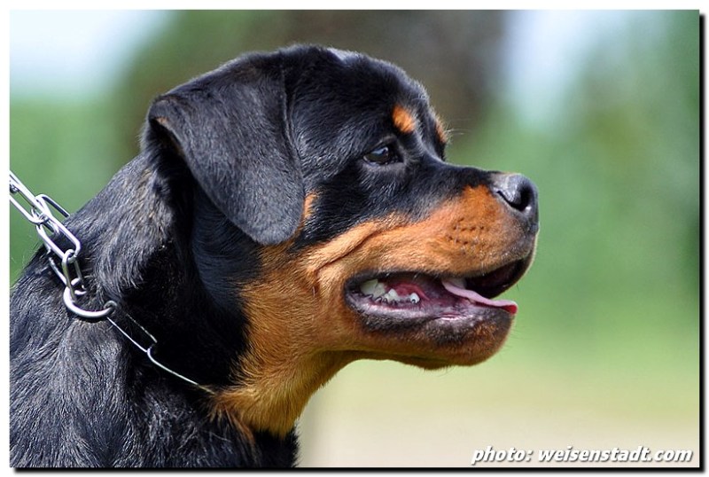 Castor von der Alten Festung Castor von der Alten Festung