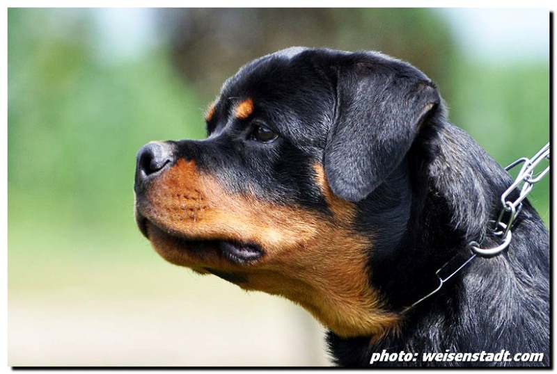 Castor von der Alten Festung Castor von der Alten Festung