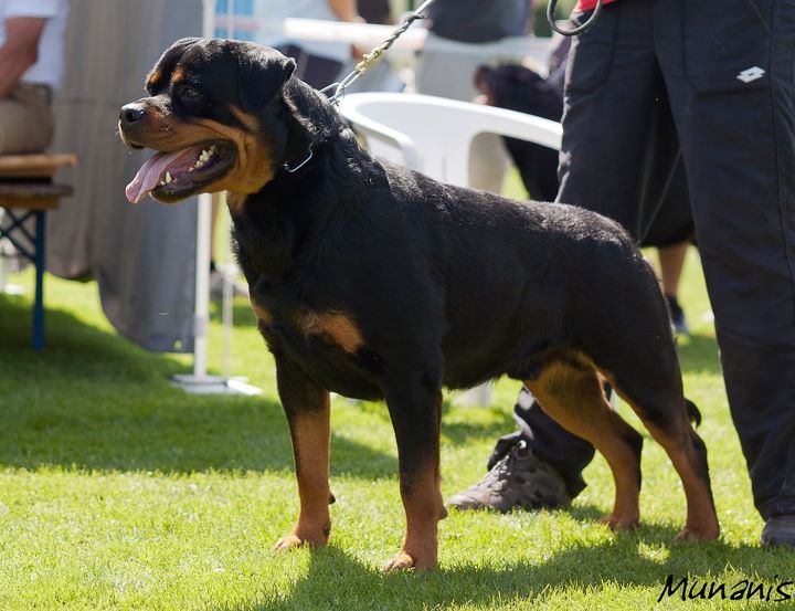 CastorADRKKS.jpg CastorADRKKS.jpg