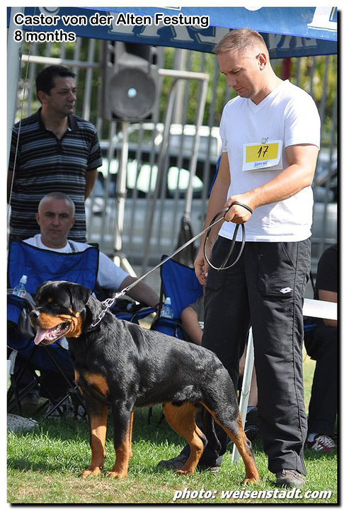 Castor von der Alten Festung Castor von der Alten Festung