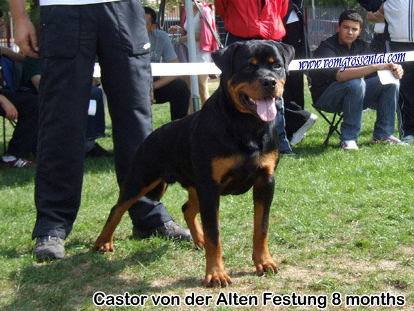 Castor von der Alten Festung Castor von der Alten Festung