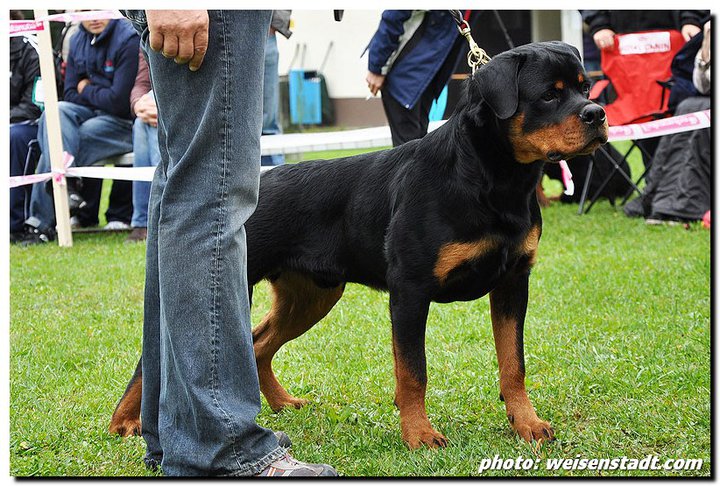 Castor von der Alten Festung Castor von der Alten Festung