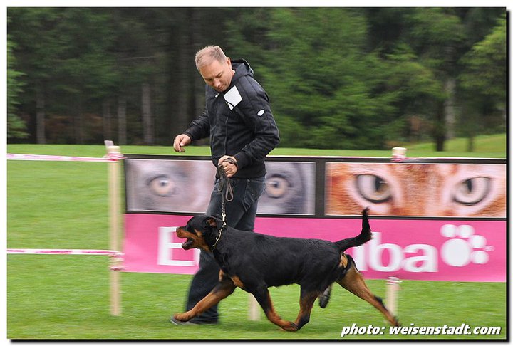 Castor von der Alten Festung Castor von der Alten Festung