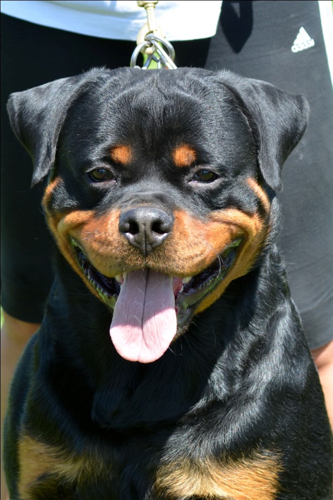 Castor von der Alten Festung Castor von der Alten Festung