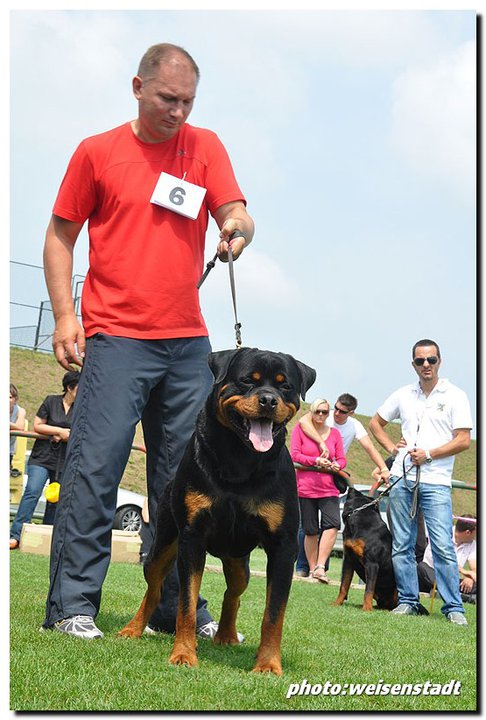 Castor von der Alten Festung Castor von der Alten Festung