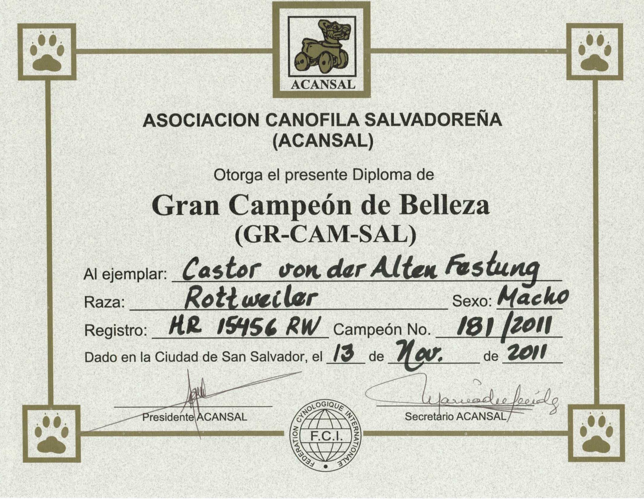 Castor Ch Salvadore Castor Ch Salvadore