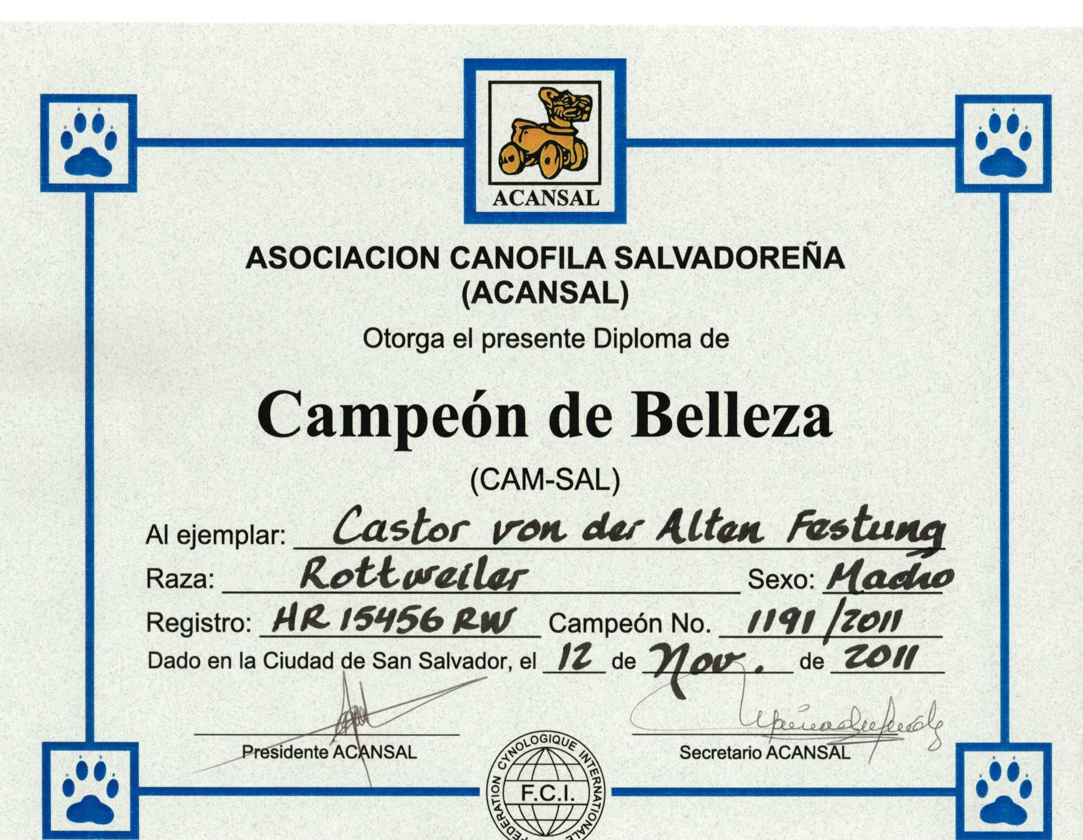 Castor Ch Salvadore Castor Ch Salvadore