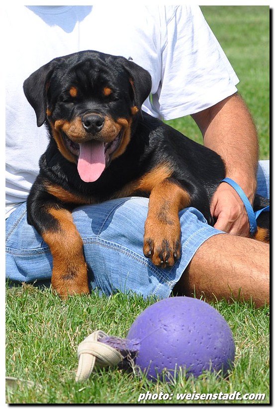 Djuke von der Alten Festung Djuke von der Alten Festung