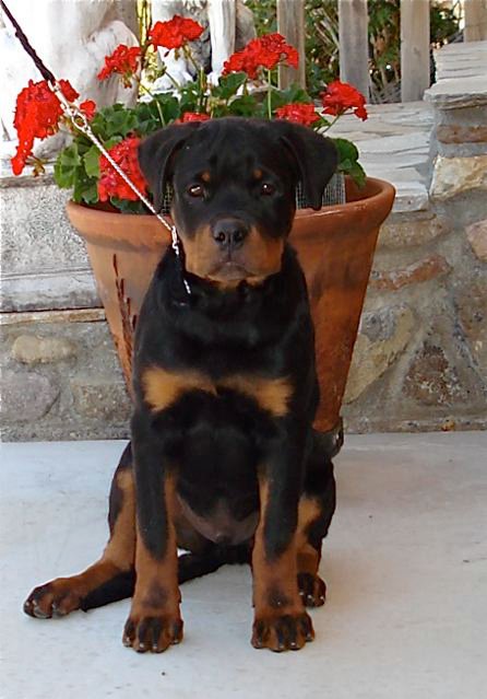 Dominico von der Alten Festung Dominico von der Alten Festung