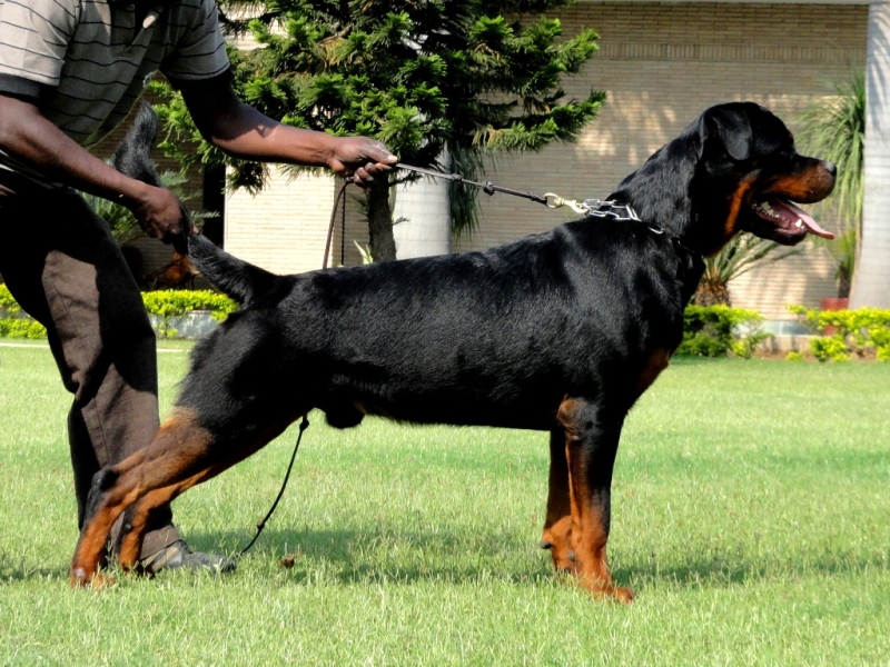 Domininco von der Alten Festung Domininco von der Alten Festung