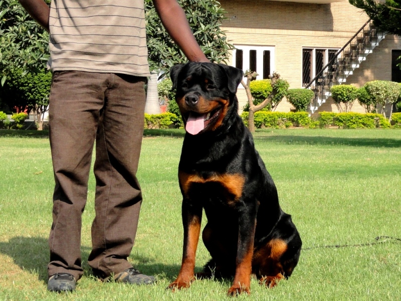 Domininco von der Alten Festung Domininco von der Alten Festung