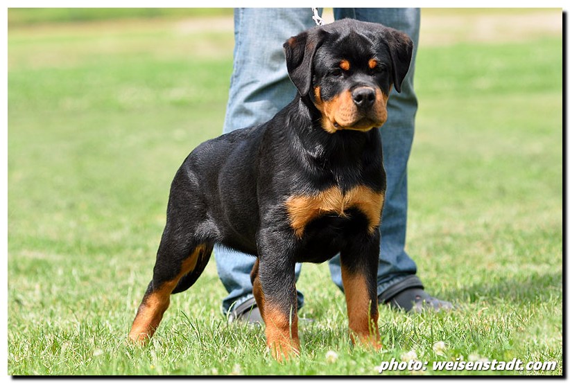 Dragon von der Alten Festung Dragon von der Alten Festung