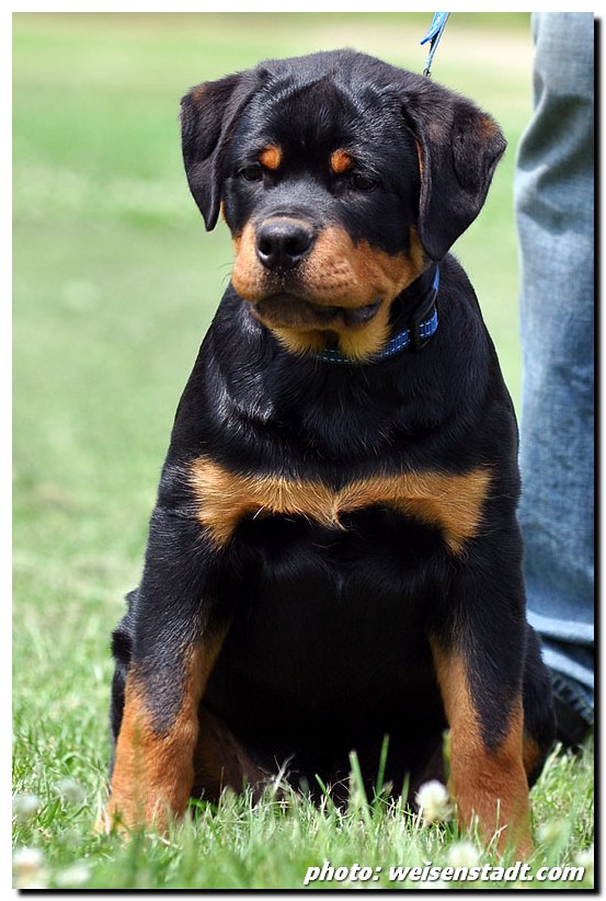 Dragon von der Alten Festung Dragon von der Alten Festung