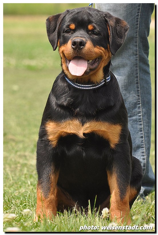 Dragon von der Alten Festung Dragon von der Alten Festung