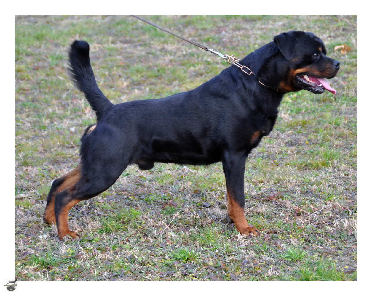 Enkidu Crni Lotos Enkidu Crni Lotos