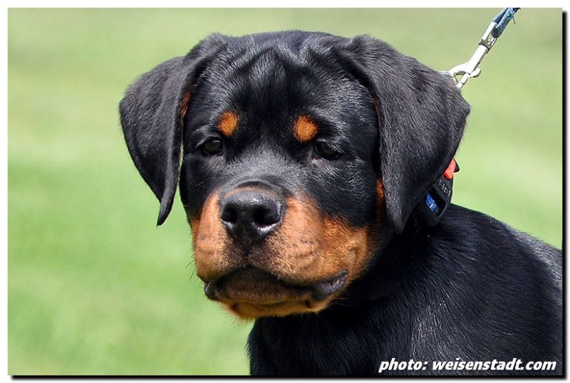 Eduard von der Alten Festung Eduard von der Alten Festung