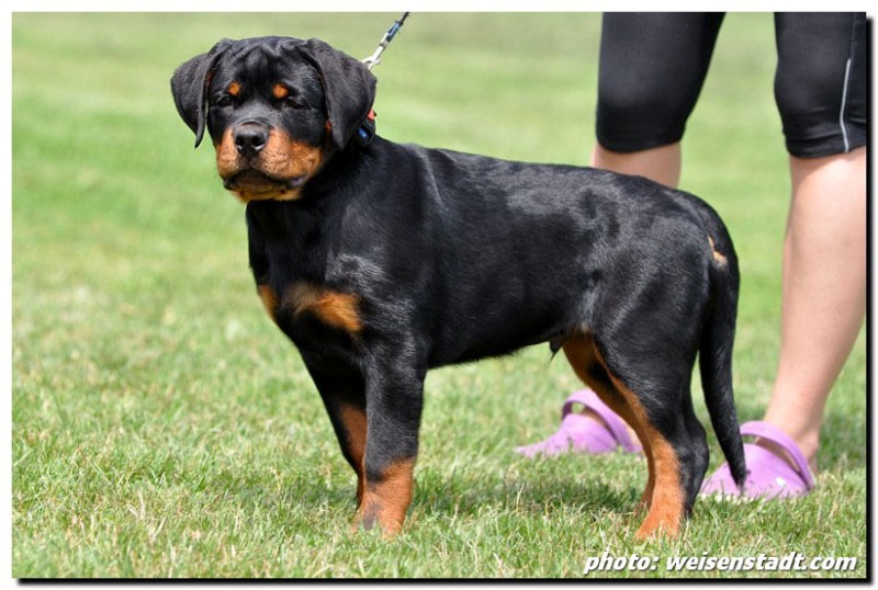 Eduard von der Alten Festung Eduard von der Alten Festung