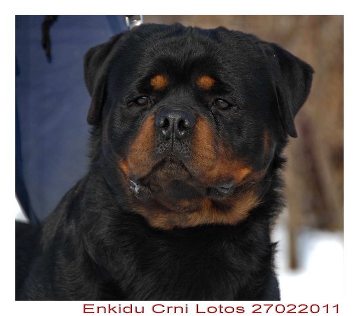 Enkidu Crni Lotos Enkidu Crni Lotos