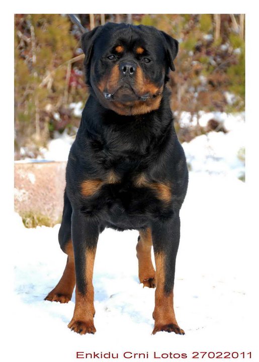 Enkidu Crni Lotos Enkidu Crni Lotos