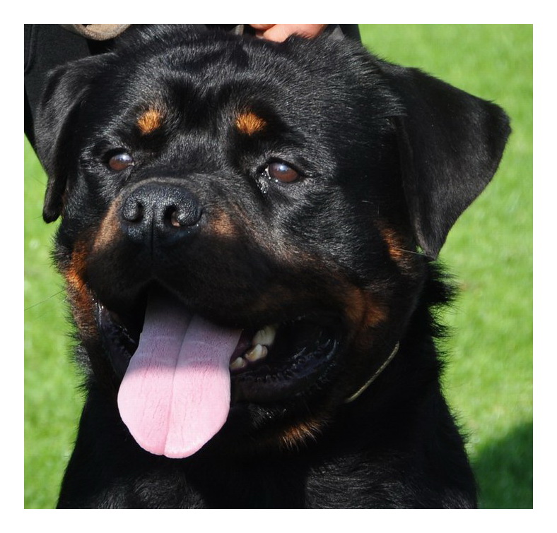 Enkidu Crni Lotos Enkidu Crni Lotos