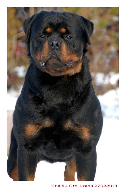 Enkidu Crni Lotos Enkidu Crni Lotos