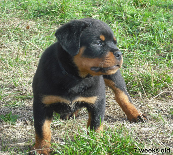 Ephaistos du Temple d'Adranos Ephaistos du Temple d'Adranos