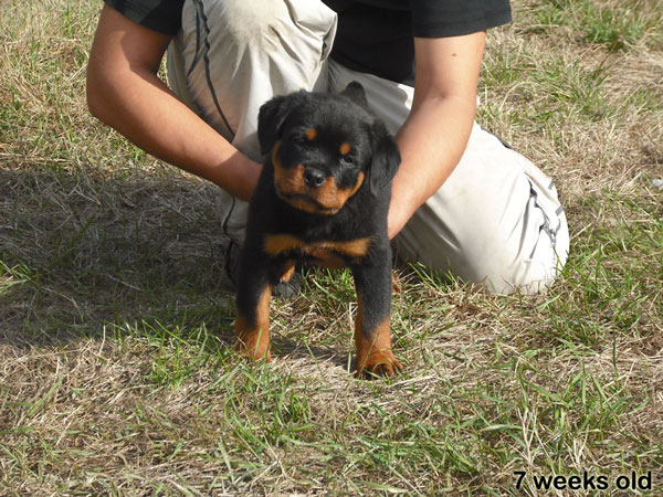 Ephaistos du Temple d'Adranos Ephaistos du Temple d'Adranos