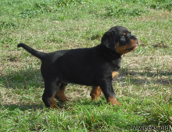 Ephaistos du Temple d'Adranos Ephaistos du Temple d'Adranos