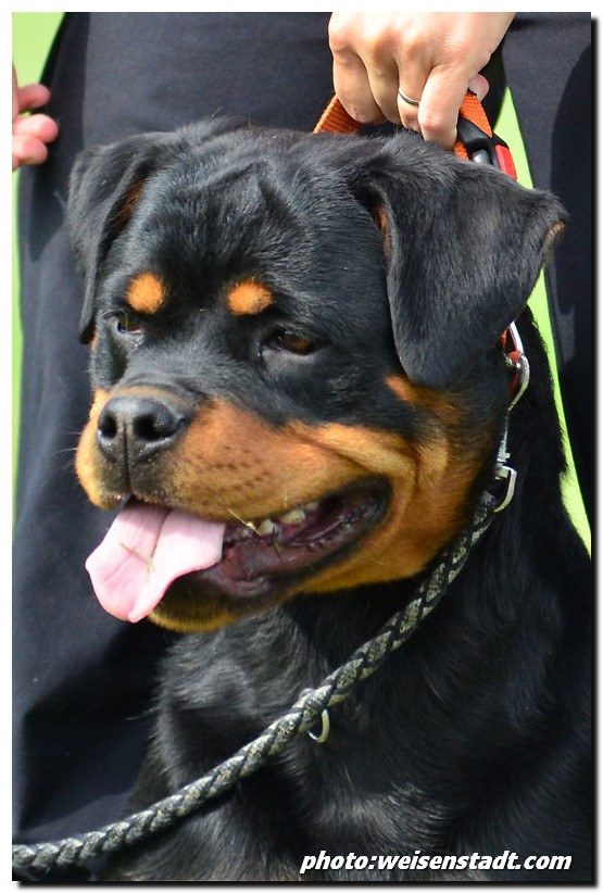 Borostyankoi-Venusz Bella Freya3