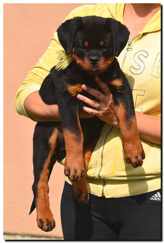 Gekko von der Alten Festung Gekko von der Alten Festung