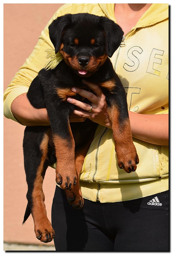 Gekko von der Alten Festung