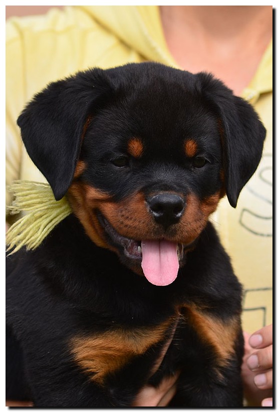 Gekko von der Alten Festung