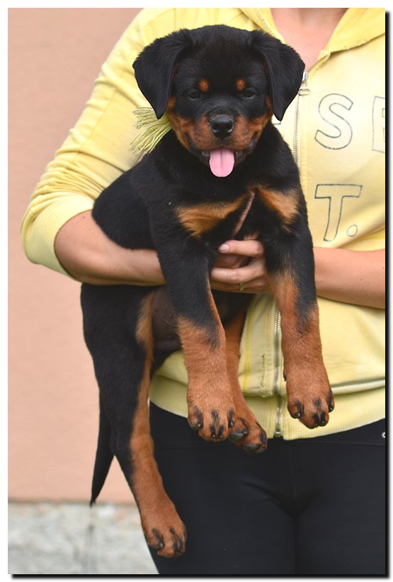 Gekko von der Alten Festung